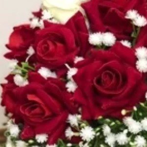 گل رز شاخه ای مخمل ( یک شاخه)